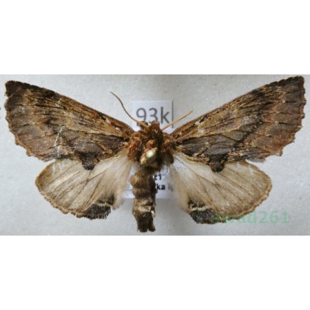 Ptilodon capucina (Linnaeus, 1758) male Wiechetka wielbłądka Czech93k